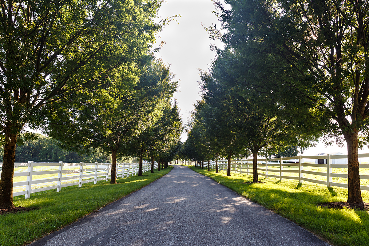 Falling Leaves and Planting Trees Why Fall is a Great Time to Plant